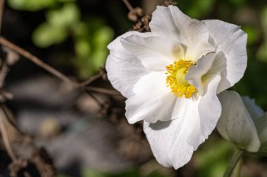 Bahçedeki çiçek açan çiçekleri kapatın.