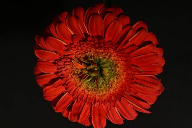 Siyah arkaplanda kırmızı gerbera çiçeği