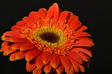 Siyah arkaplanda kırmızı gerbera çiçeği