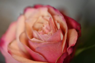 Güzel gül çiçeği, yakın görüş.