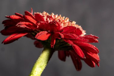 Güzel Gerbera çiçeği, yakın görüş.