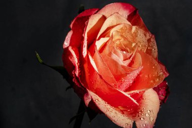 Güzel gül çiçeği, yakın görüş.