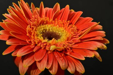 Güzel Gerbera çiçeği, yakın görüş.