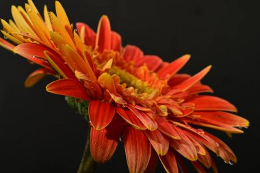 Güzel Gerbera çiçeği, yakın görüş.