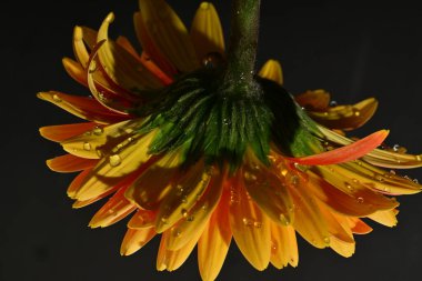 Güzel Gerbera çiçeği, yakın görüş.