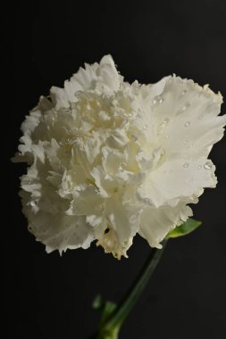 Güzel karanfil çiçeği, yakın görüş.