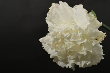 Güzel karanfil çiçeği, yakın görüş.