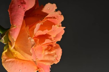 Güzel gül çiçeği, yakın görüş.