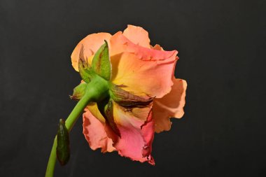 Güzel gül çiçeği, yakın görüş.