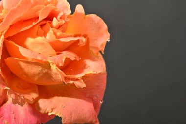 Güzel gül çiçeği, yakın görüş.