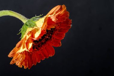 Güzel Gerbera çiçeği, yakın görüş.