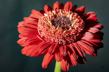 Güzel Gerbera çiçeği, yakın görüş.