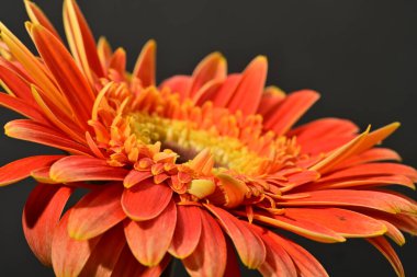 Güzel Gerbera çiçeği, yakın görüş.