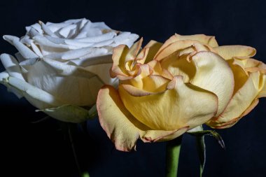 güzel çiçekler, görünümü kapatın