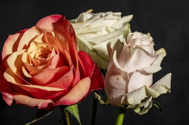 güzel çiçekler, görünümü kapatın