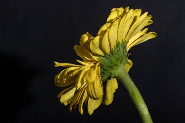 Güzel çiçek, yakın görüş.