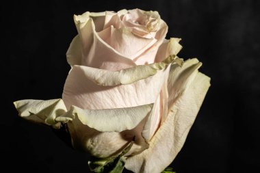 Güzel gül çiçeği, yakın görüş.