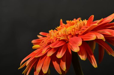 Güzel çiçek, yakın görüş.