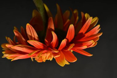 Güzel çiçek, yakın görüş.