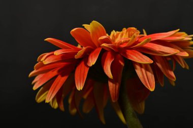 Güzel çiçek, yakın görüş.