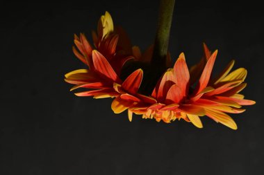 Güzel Gerbera çiçeği, yakın görüş.