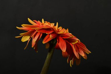 Güzel Gerbera çiçeği, yakın görüş.