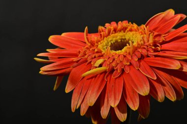 Güzel Gerbera çiçeği, yakın görüş.