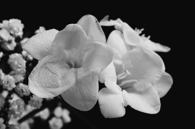 Siyah arkaplanda beyaz ve mor çiçekler