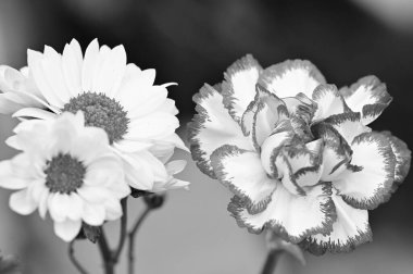 siyah ve beyaz, güzel çiçekler, yakın görüş