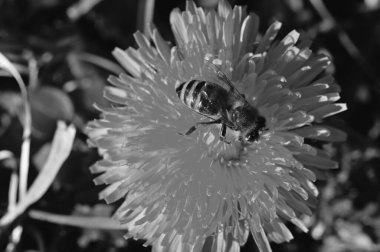 Arılı siyah beyaz çiçek