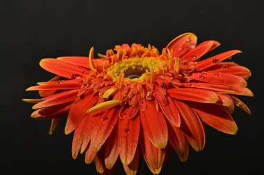 Güzel Gerbera çiçeği, yakın görüş.