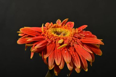 Güzel Gerbera çiçeği, yakın görüş.