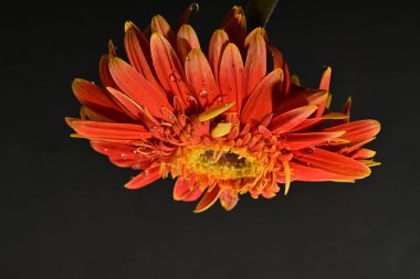 Güzel Gerbera çiçeği, yakın görüş.