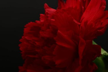 Güzel karanfil çiçeği, yakın görüş.