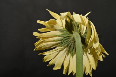 Güzel Gerbera çiçeği, yakın görüş.