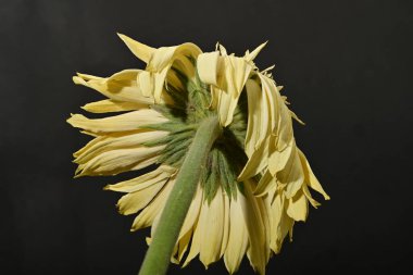 Güzel Gerbera çiçeği, yakın görüş.