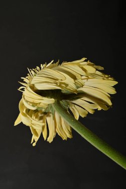 Güzel Gerbera çiçeği, yakın görüş.