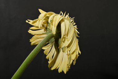 Güzel Gerbera çiçeği, yakın görüş.