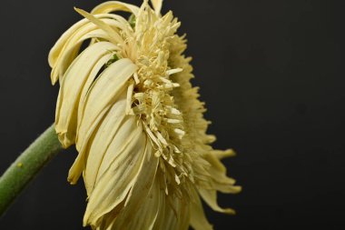 Güzel Gerbera çiçeği, yakın görüş.