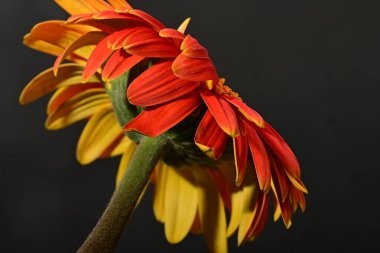 Güzel Gerbera çiçeği, yakın görüş.