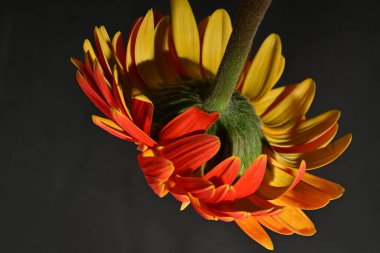 Güzel Gerbera çiçeği, yakın görüş.