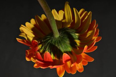 Güzel Gerbera çiçeği, yakın görüş.