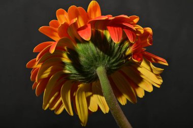 Güzel Gerbera çiçeği, yakın görüş.