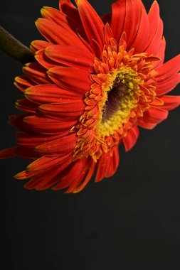 Güzel Gerbera çiçeği, yakın görüş.