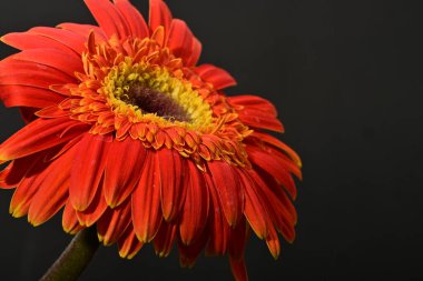 Güzel Gerbera çiçeği, yakın görüş.