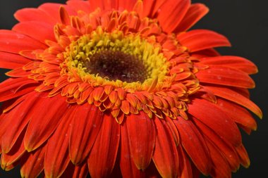 Güzel Gerbera çiçeği, yakın görüş.