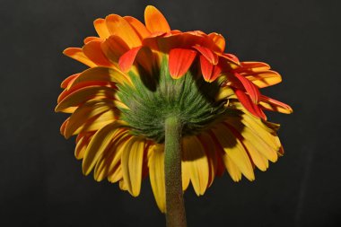 Güzel Gerbera çiçeği, yakın görüş.