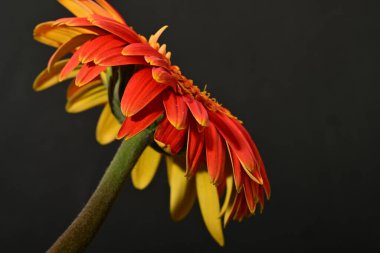 Güzel Gerbera çiçeği, yakın görüş.