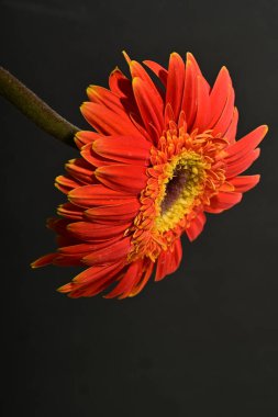 Güzel Gerbera çiçeği, yakın görüş.