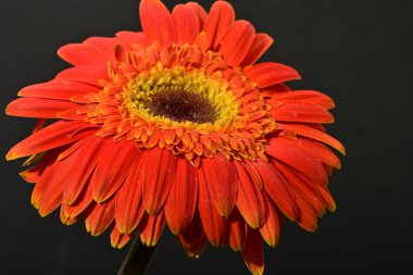 Güzel Gerbera çiçeği, yakın görüş.